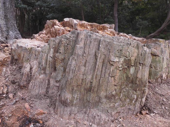 篠栗の埋没化石林