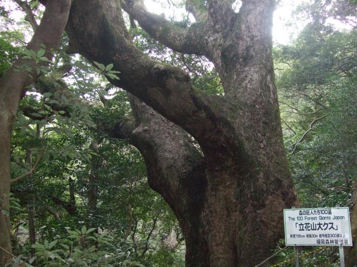 立花山クスノキ原始林