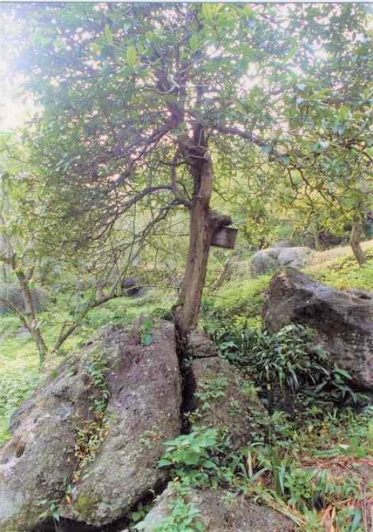 神宮院の石割枇杷