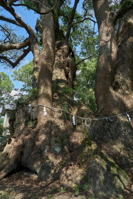 宇美八幡宮の安産信仰に関する伝説地